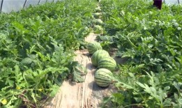 来凤吃瓜最新事件爆料,最新爆料揭露惊人内幕